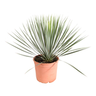 Yucca rostrata : pot 5L